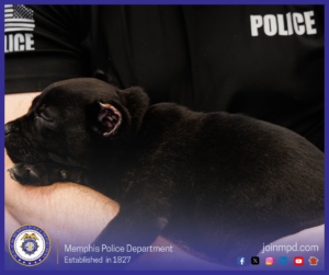 The image shows a small black puppy resting in the arms of an individual wearing a dark shirt with the word “POLICE” printed on the upper chest. The puppy’s eyes are closed, and the puppy is lying on the person’s forearm. At the bottom of the image is the Memphis Police Department seal, the text “Memphis Police Department — Established in 1827,” and the website joinmpd.com with several social media icons.