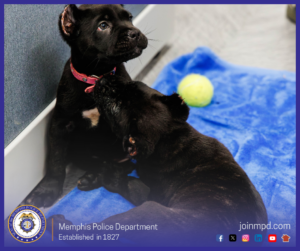 The image shows two small black puppies on a blue blanket indoors. One puppy is sitting near a wall with a pink collar, looking upward. The second puppy is leaning toward the first, nuzzling the other puppy’s face. A yellow tennis ball sits on the blanket behind them. At the bottom of the image is the Memphis Police Department seal, the text “Memphis Police Department — Established in 1827,” and the website joinmpd.com along with several social media icons.