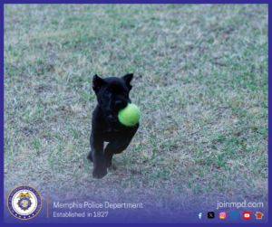 The image shows a small black puppy running across a grassy field while carrying a bright green tennis ball in its mouth. The puppy is in mid‑stride, facing forward. At the bottom of the image is the Memphis Police Department seal, the text “Memphis Police Department — Established in 1827,” and the website joinmpd.com with several social media icons.