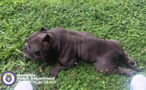 A short, stocky dog with a dark coat is lying on green grass. The dog’s ears appear cropped, and there are some visible areas of hair loss or scarring on the head. A white plastic container sits near the dog’s front paws. In the lower-left corner of the image, there is the Memphis Police Department logo with the text “Memphis Police Department CRIMESTOPPERS 901-528-CASH.” A portion of a shoe is visible near the bottom right edge of the photo.