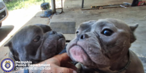 Two short, stocky dogs with wrinkled faces are shown close to the camera. Both dogs have cropped ears and grayish coats. One dog is positioned on the left, facing toward the other dog, while the dog on the right is looking directly toward the camera. A hand is visible under the dog on the left, lightly touching the dog’s neck. The dogs appear to be on a concrete surface with various items scattered in the background, including a mat, a bucket, and tools. Sunlight is coming from the left side. At the bottom-left corner of the image, the Memphis Police Department logo and the text “Memphis Police Department CRIMESTOPPERS 901-528-CASH” are visible.